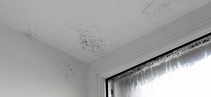 Ratgeber Abdichtung Schimmel-Allergien durch feuchte Mauern