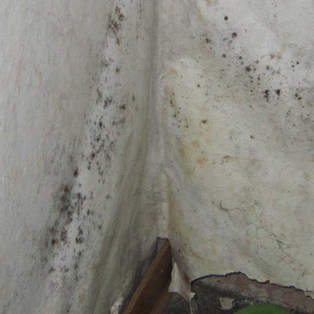 Schimmel An Mbeln Aber Nicht An Der Wand