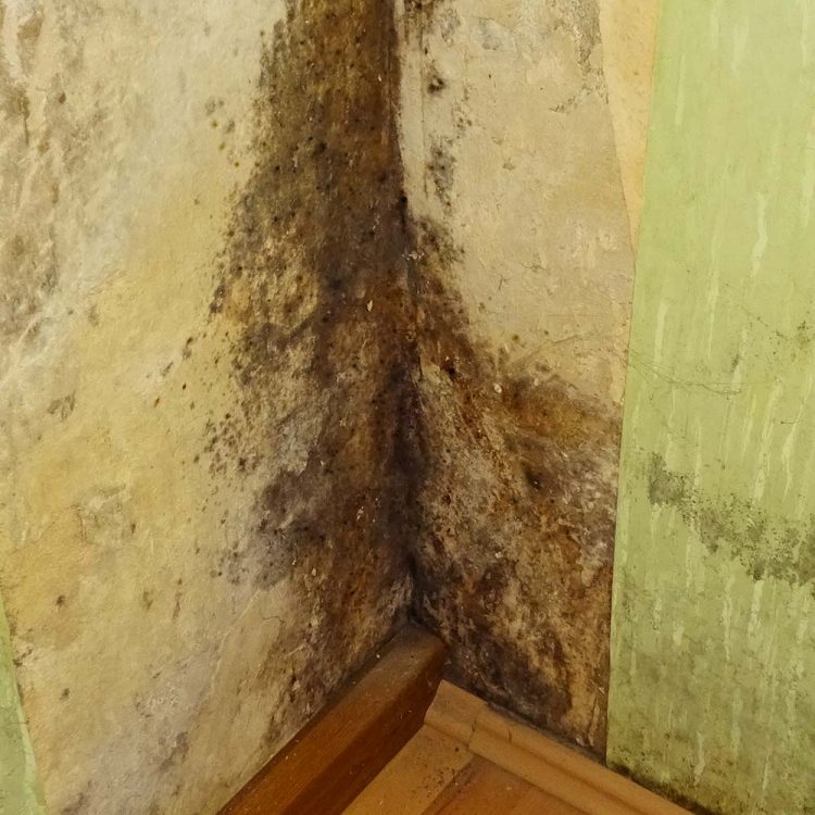 Schimmel auf der Wand BAS Mauerwerkstrockenlegung und Kellerabdichtung